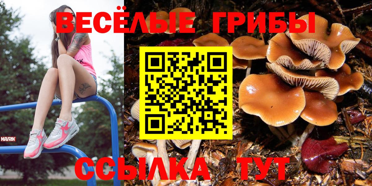 Псилоцибиновые грибы Cubensis  Псилоцибиновые грибы GOLDEN TEACHER  Вход с VPN  даркнет сайт  Сунжа 
